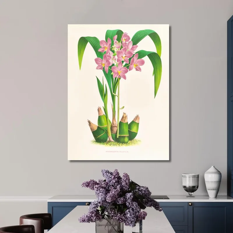 Botanical Illustrations Spathoglottis Plicata Jean Jules Linden