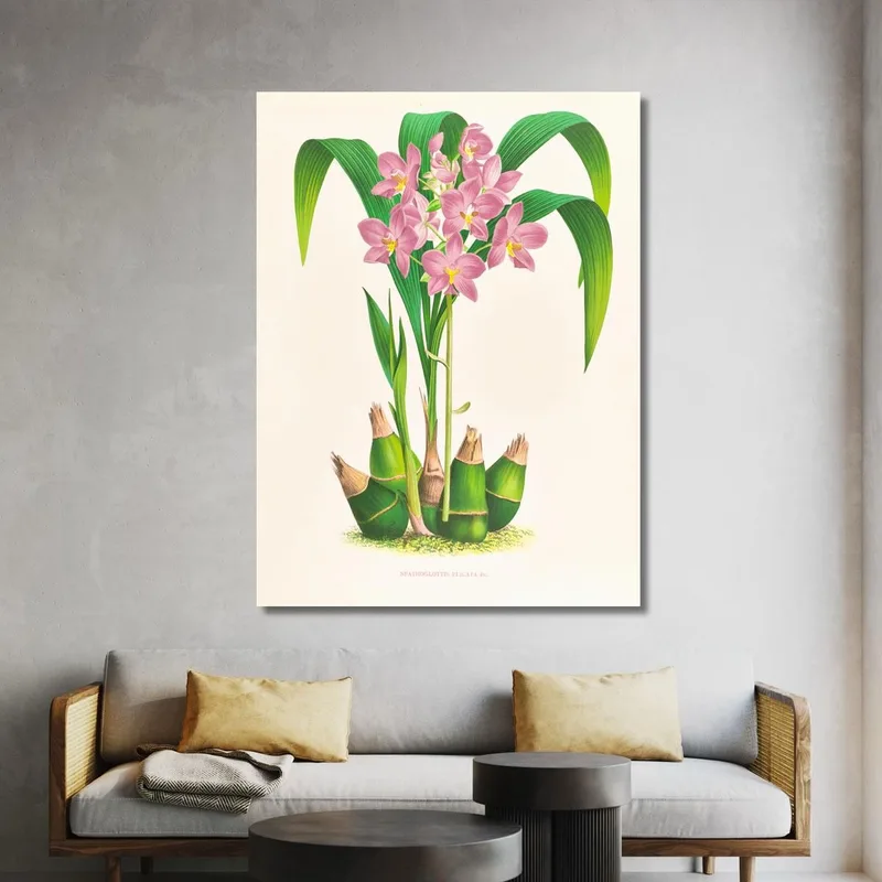 Botanical Illustrations Spathoglottis Plicata Jean Jules Linden