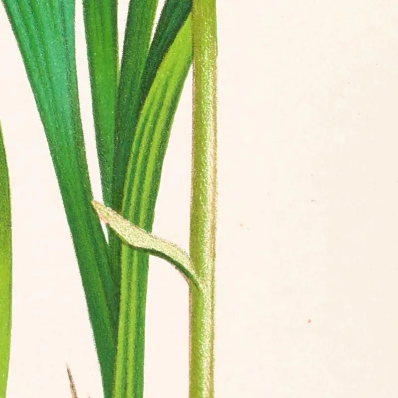 Botanical Illustrations Spathoglottis Plicata Jean Jules Linden