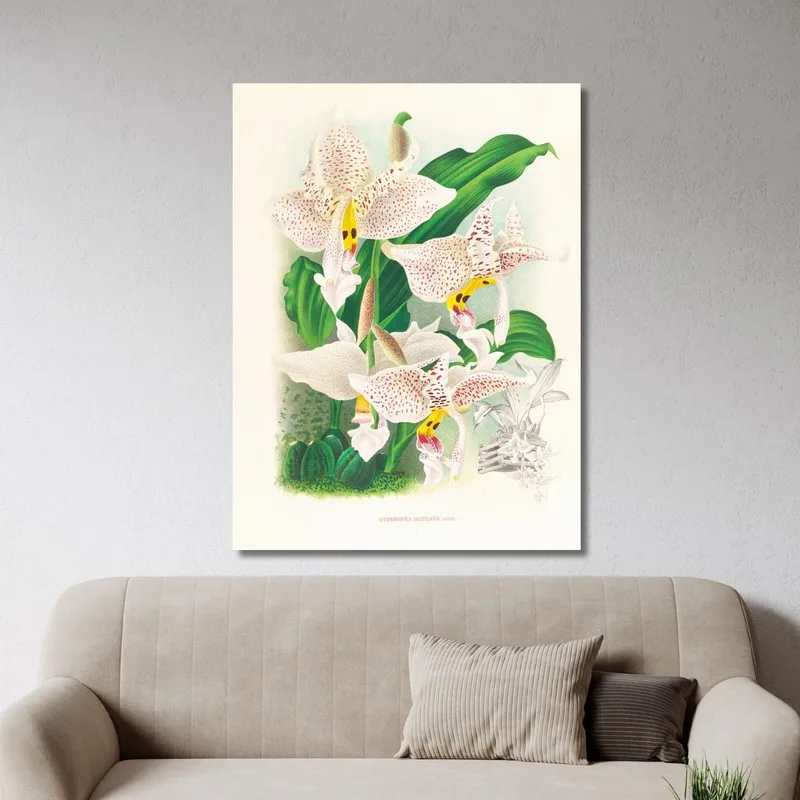Botanische Illustrationen Stanhopea Oculata Jean Jules Linden