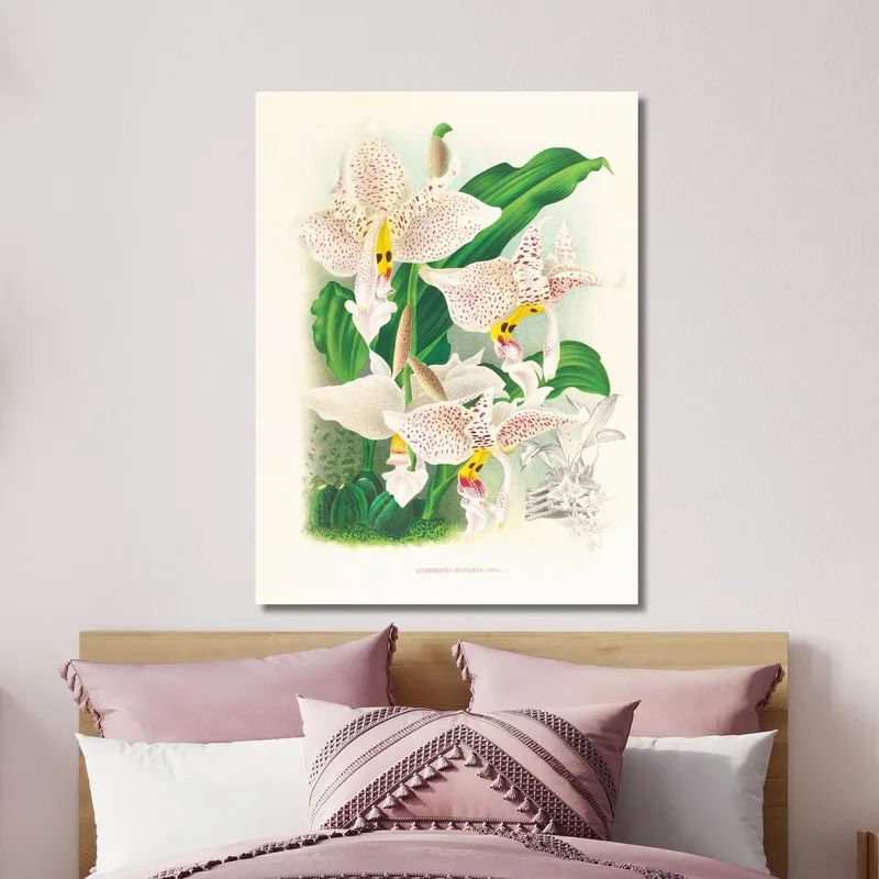 Botanische Illustrationen Stanhopea Oculata Jean Jules Linden