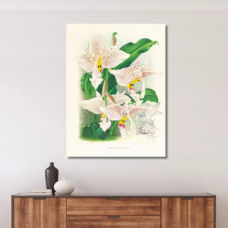 Botanische Illustrationen Stanhopea Oculata Jean Jules Linden