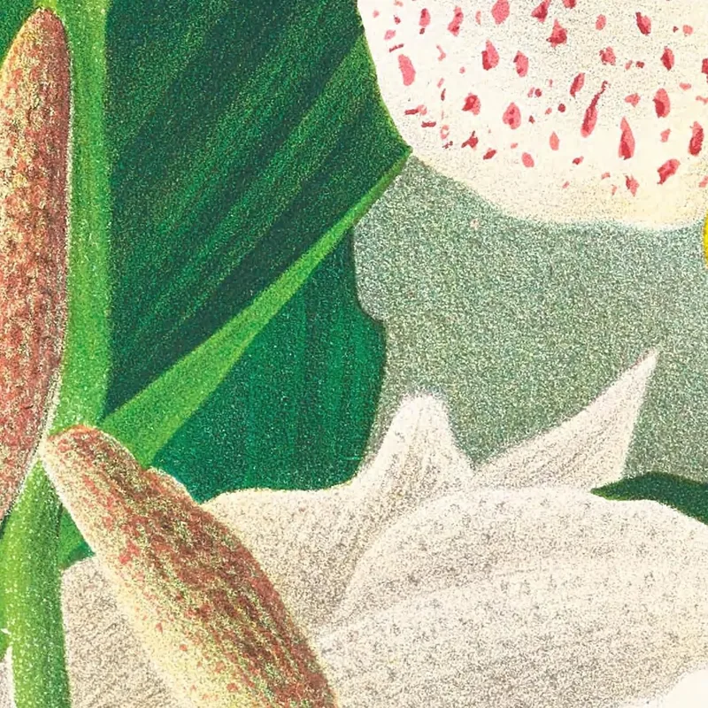 Botanische Illustrationen Stanhopea Oculata Jean Jules Linden
