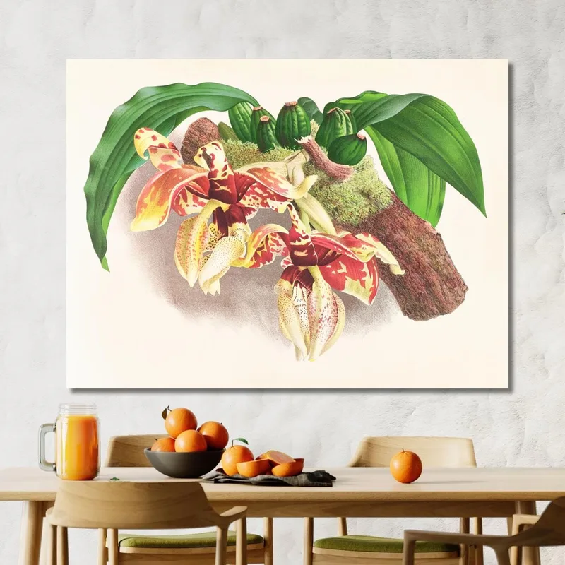 Botanische Illustrationen Stanhopea Tigrina Jean Jules Linden