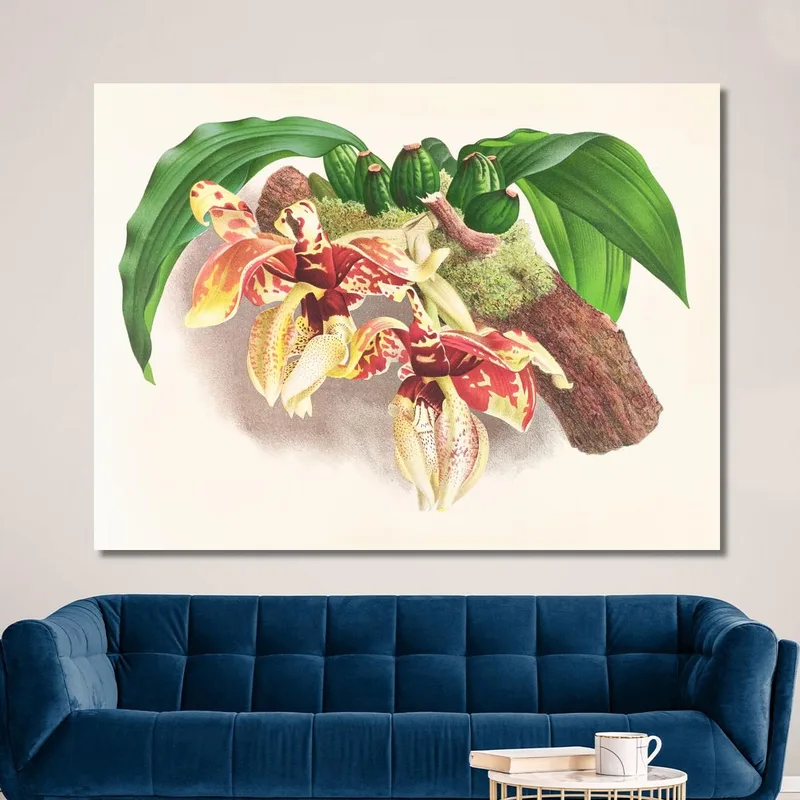 Botanische Illustrationen Stanhopea Tigrina Jean Jules Linden