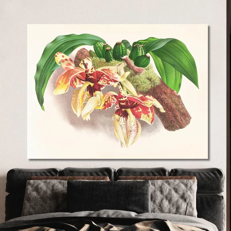 Botanische Illustrationen Stanhopea Tigrina Jean Jules Linden