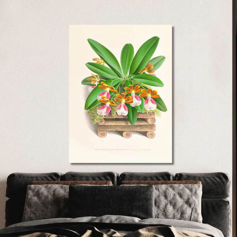 Botanische Illustrationen Trichocentrum Albo Purpureum Jean Jules Linden