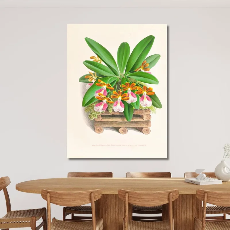 Botanische Illustrationen Trichocentrum Albo Purpureum Jean Jules Linden