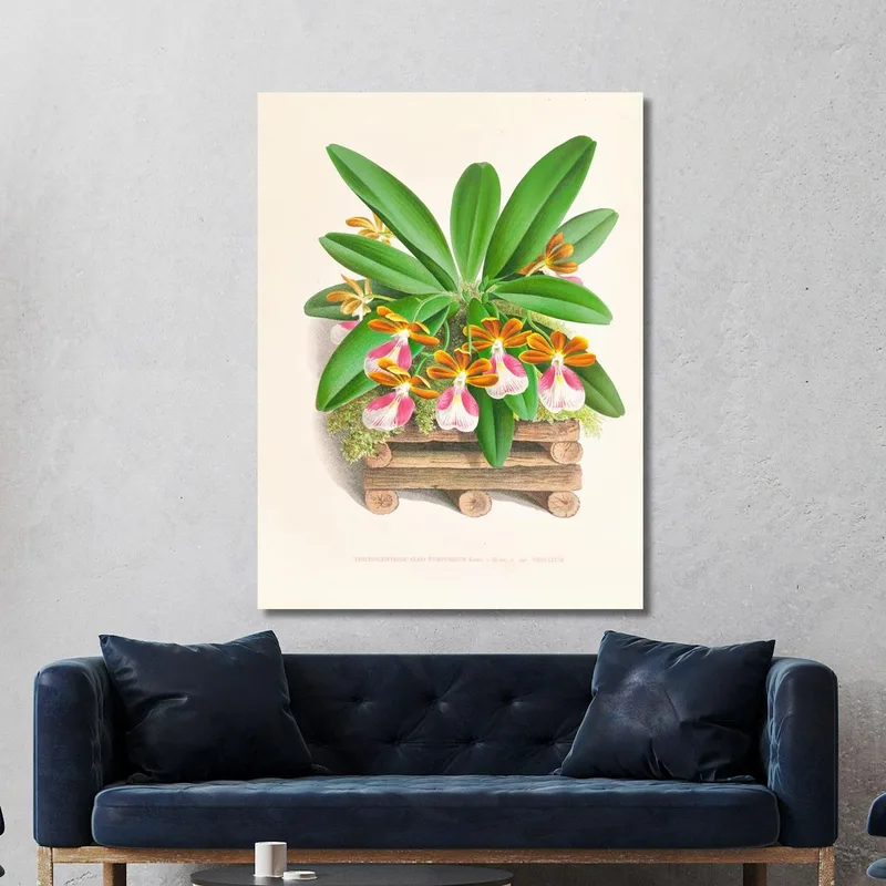 Botanische Illustrationen Trichocentrum Albo Purpureum Jean Jules Linden