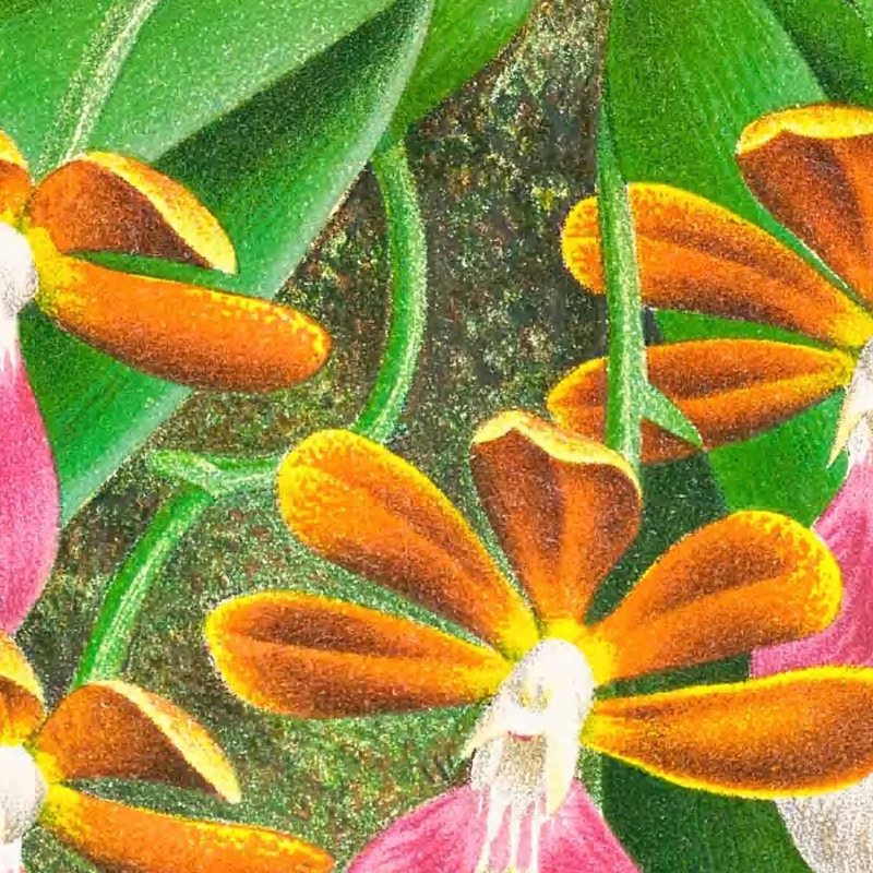 Botanische Illustrationen Trichocentrum Albo Purpureum Jean Jules Linden