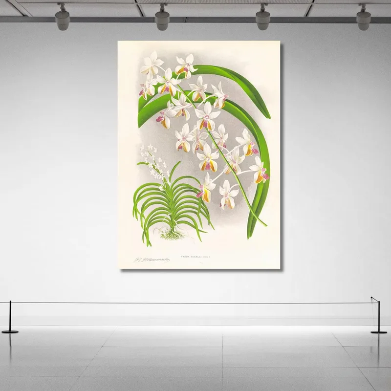 Botanische Illustrationen Vanda Boxalli Jean Jules Linden