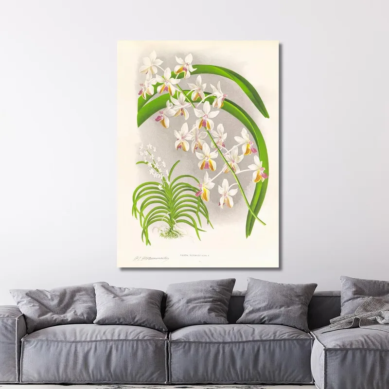 Botanische Illustrationen Vanda Boxalli Jean Jules Linden