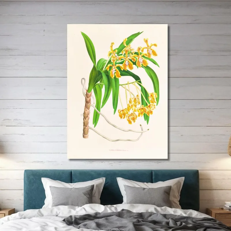 Botanische Illustrationen Vanda Lindeni Jean Jules Linden