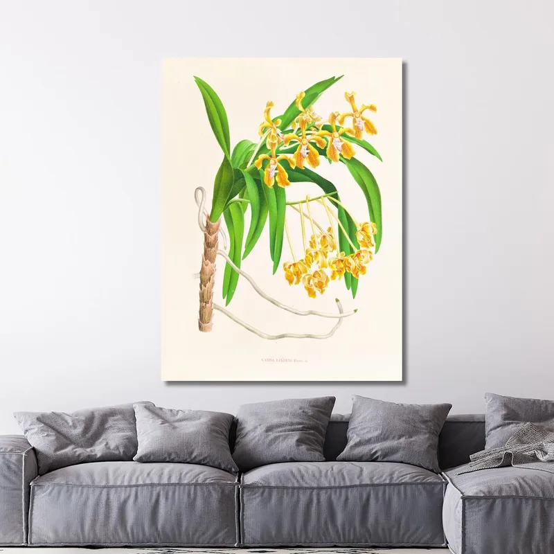 Botanische Illustrationen Vanda Lindeni Jean Jules Linden