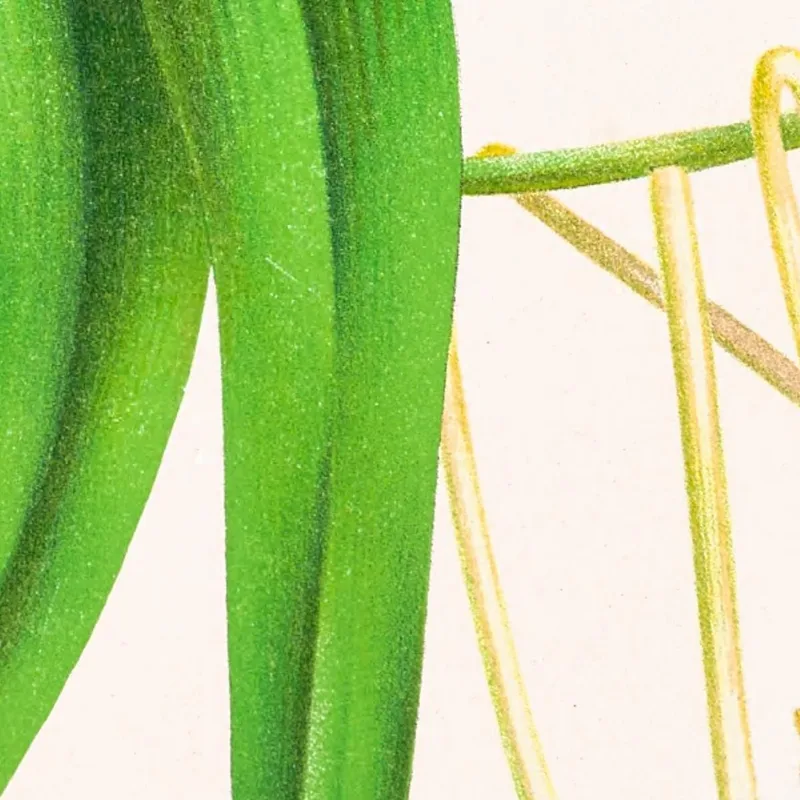 Botanische Illustrationen Vanda Lindeni Jean Jules Linden