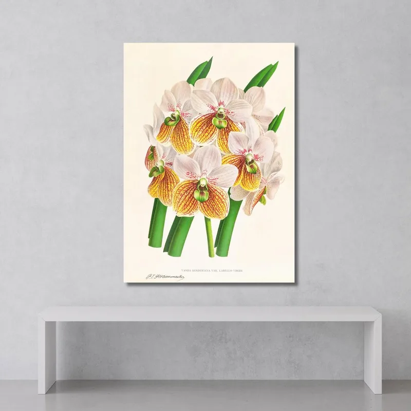 Botanische Illustrationen Vanda Sanderiana Var Labello Viridi Jean Jules Linden
