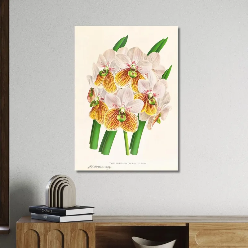 Botanische Illustrationen Vanda Sanderiana Var Labello Viridi Jean Jules Linden