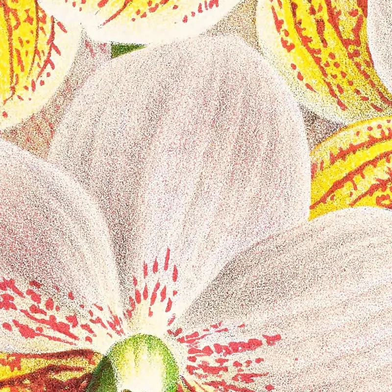 Botanische Illustrationen Vanda Sanderiana Var Labello Viridi Jean Jules Linden