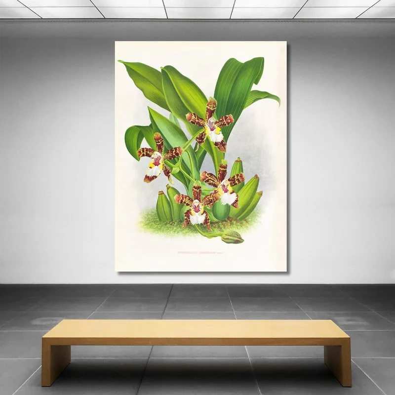 Botanische Illustrationen Zygopetalum Jorisianum Jean Jules Linden
