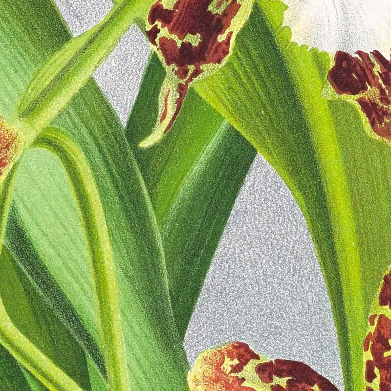 Botanische Illustrationen Zygopetalum Jorisianum Jean Jules Linden