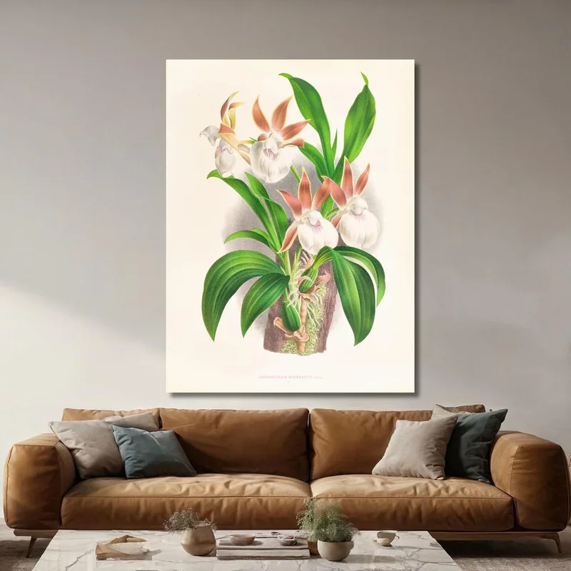 Botanische Illustrationen Zygopetalum Rostratum Jean Jules Linden