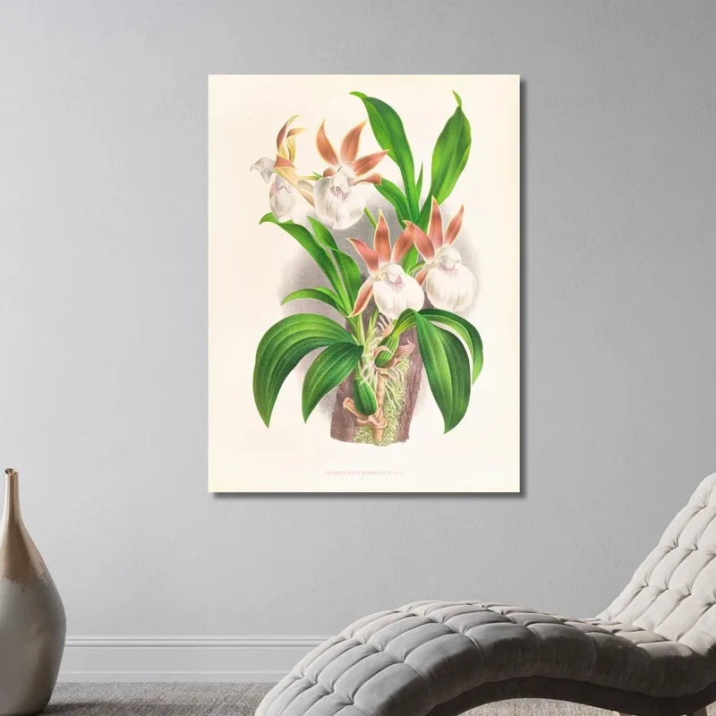 Botanische Illustrationen Zygopetalum Rostratum Jean Jules Linden