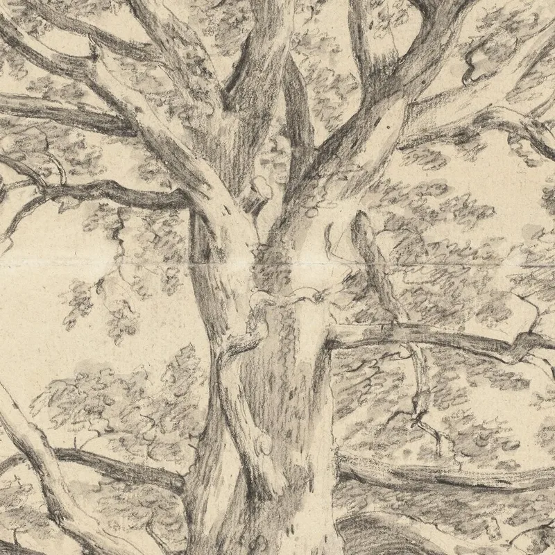 Una Grande Quercia John Constable