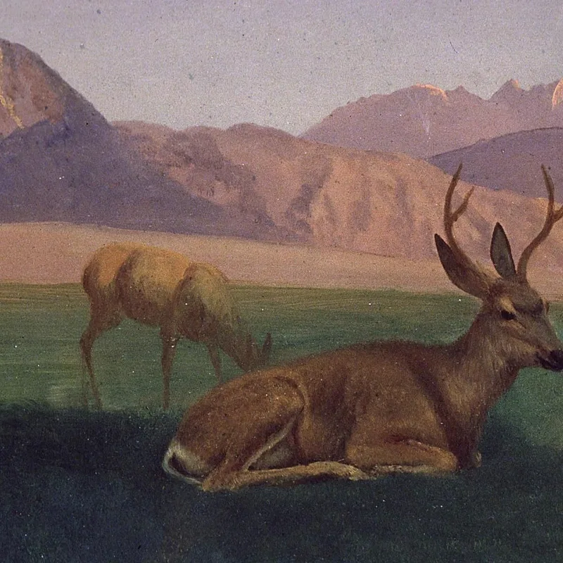 Cervo Albert Bierstadt