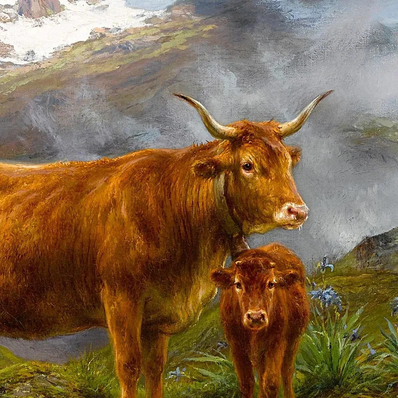 Hochlandrinder Rosa Bonheur