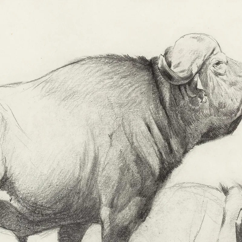 Bufalo Del Capo Wilhelm Kuhnert