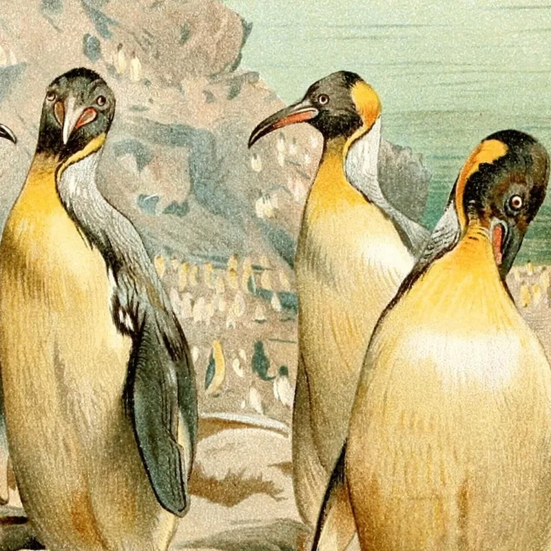 Pinguini Giganti Wilhelm Kuhnert