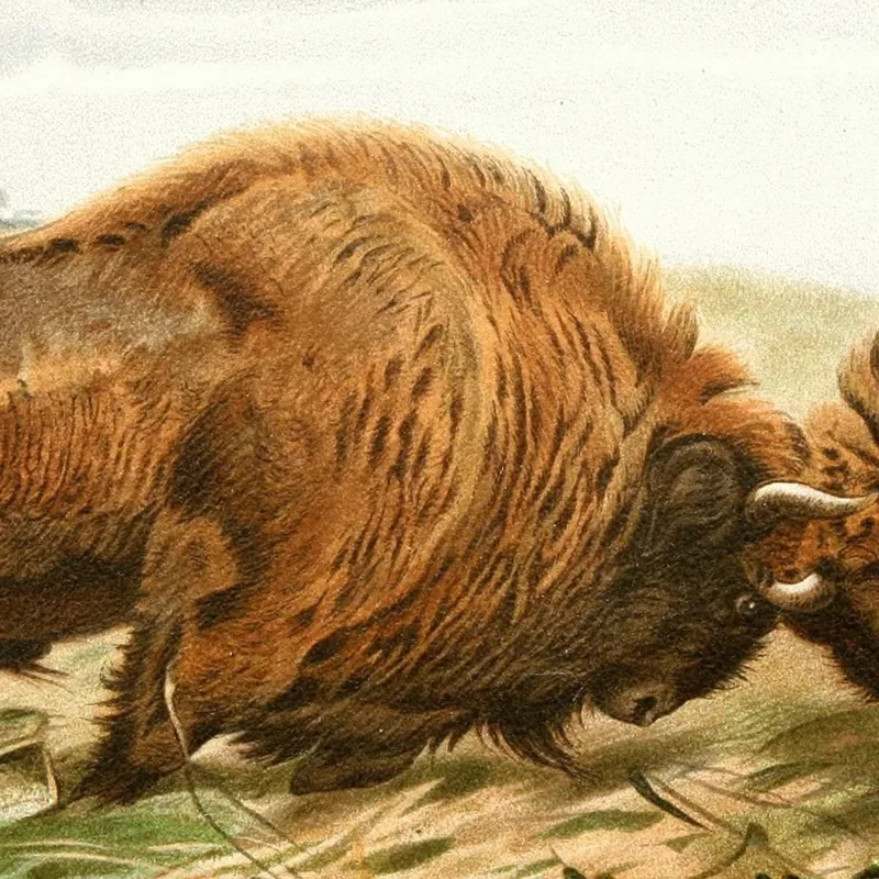 Le Bison D'Europe Wilhelm Kuhnert