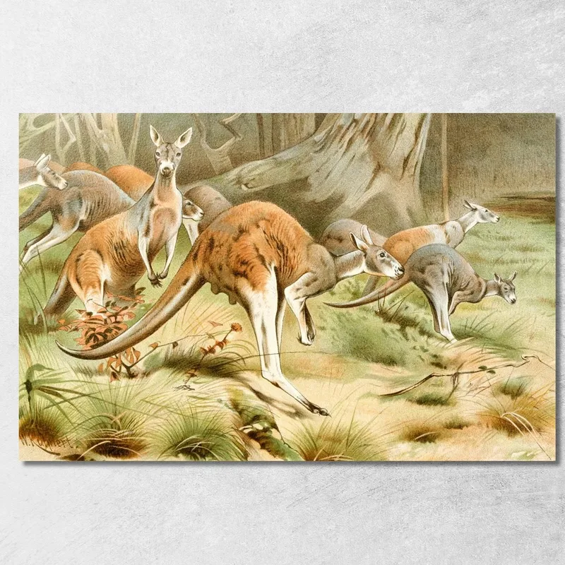 Il Canguro Rosso Wilhelm Kuhnert quadro stampa su tela