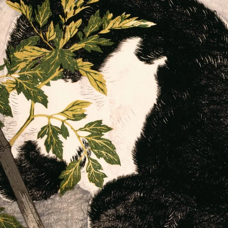Gato Negro Y Planta De Tomate Hiroaki Takahashi